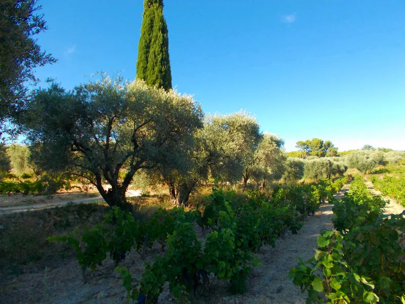 Photo de Domaine Marie Berenice