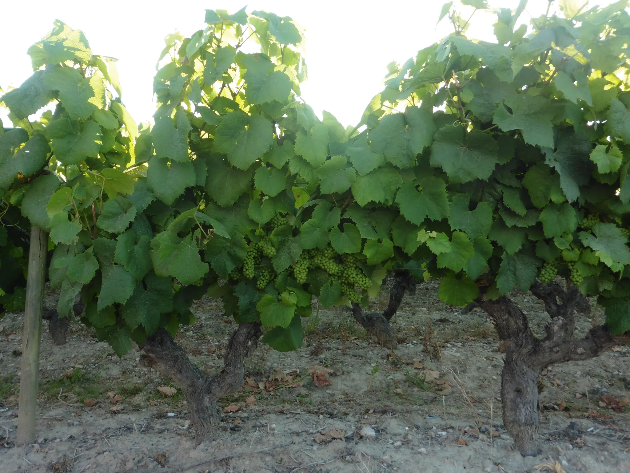 Domaine Mediterráneo - Prensal Man Federico Oddino
