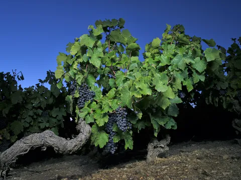 Bandeau DOMAINE MEE GODARD