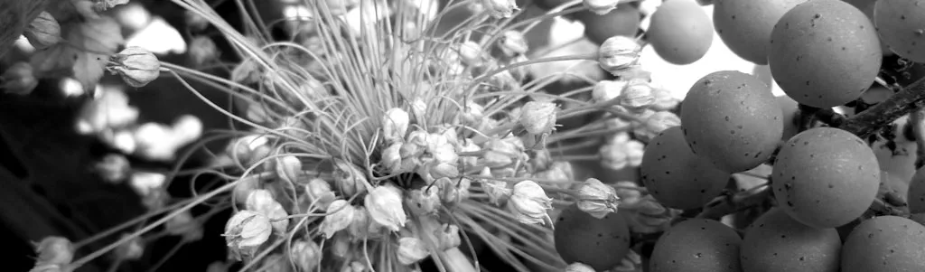 DOMAINE MICHEL LIESSI VIGNERON