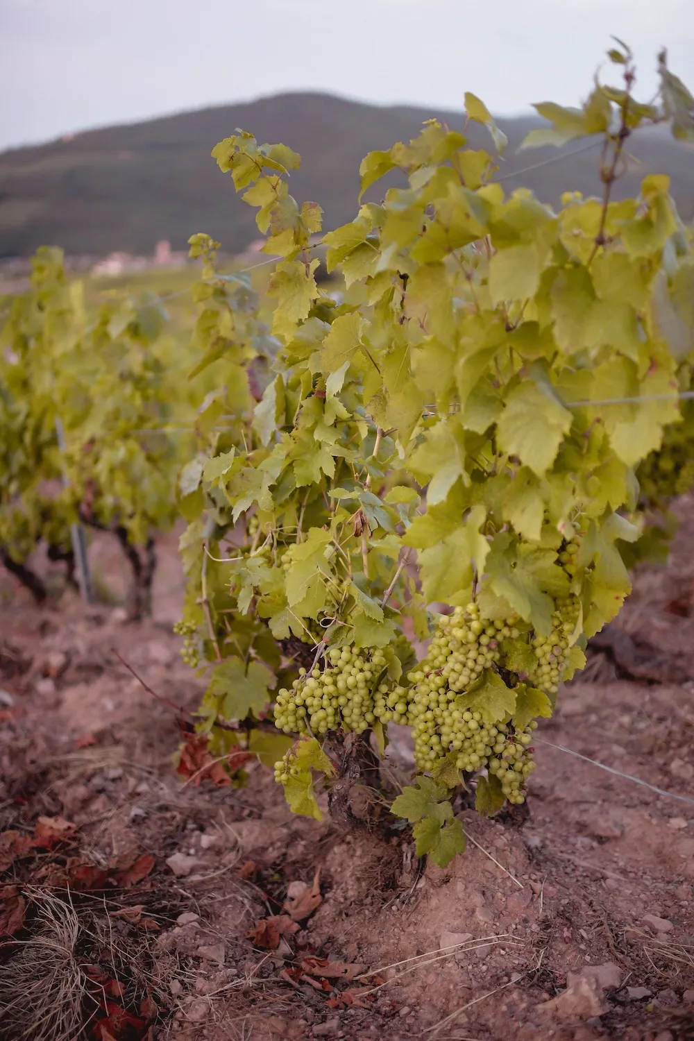 Bandeau Domaine Mont Bessay Benjamin ROUSSET