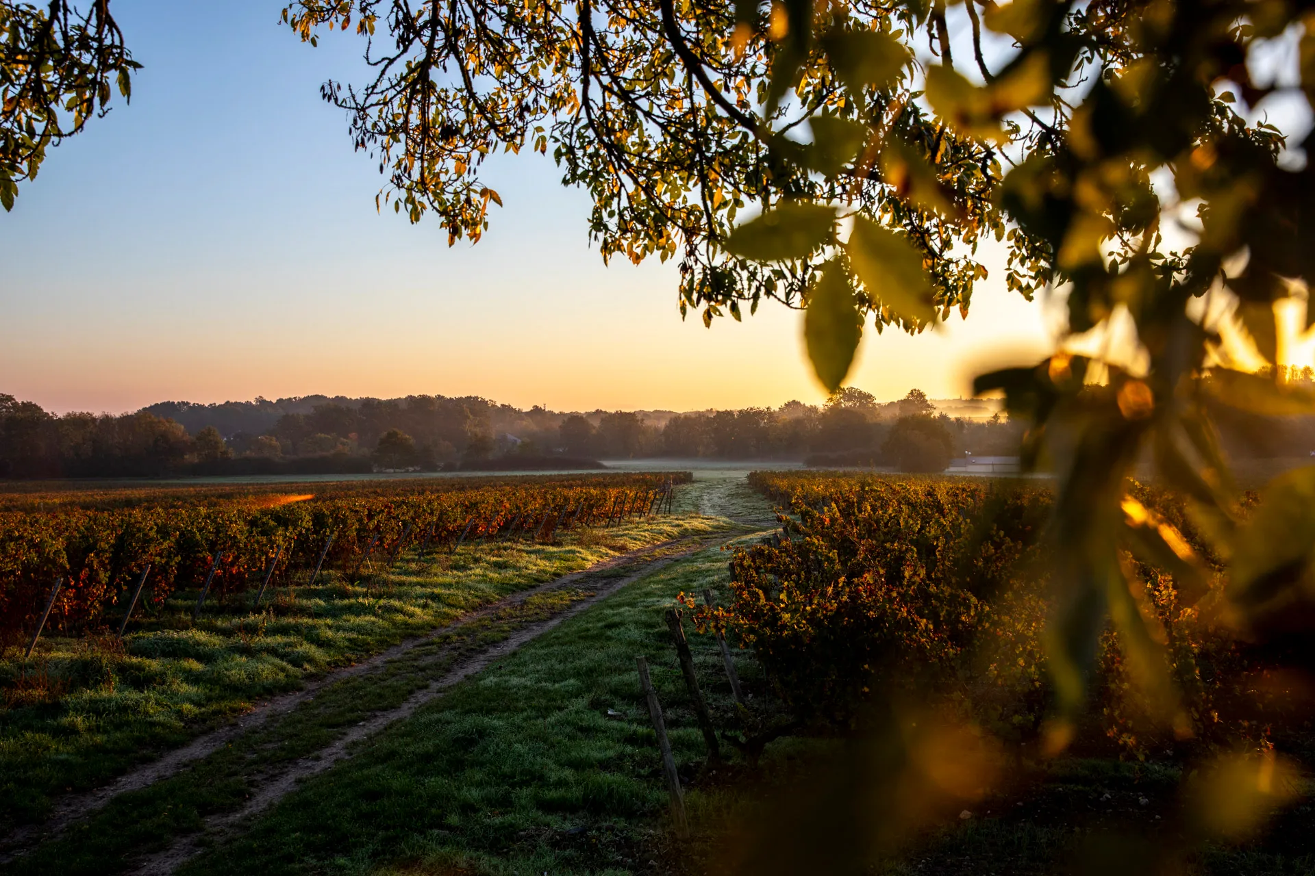 Bandeau Domaine Montgilet