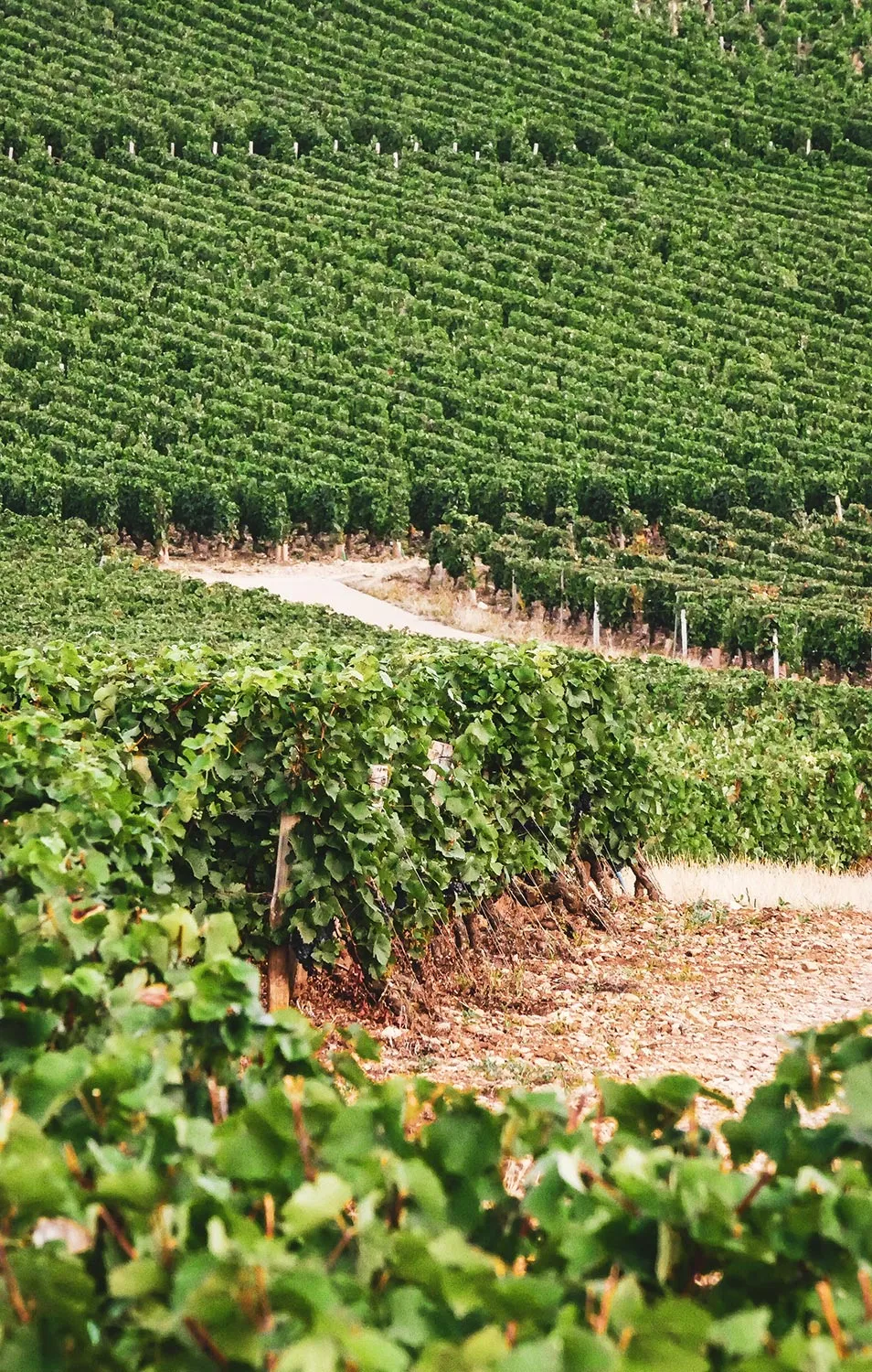 Photo de DOMAINE MOREAU