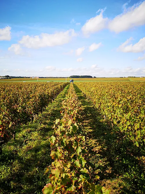 Bandeau Domaine Octavie