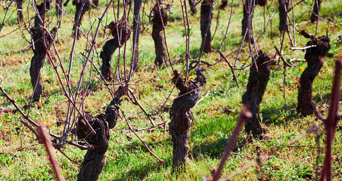 Domaine Paget Nicolas