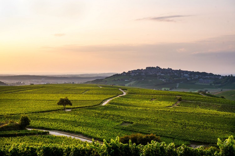 Photo de DOMAINE PAUL CHERRIER