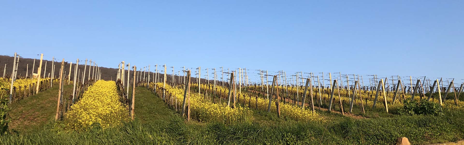 Photo de Domaine Paul Humbrecht