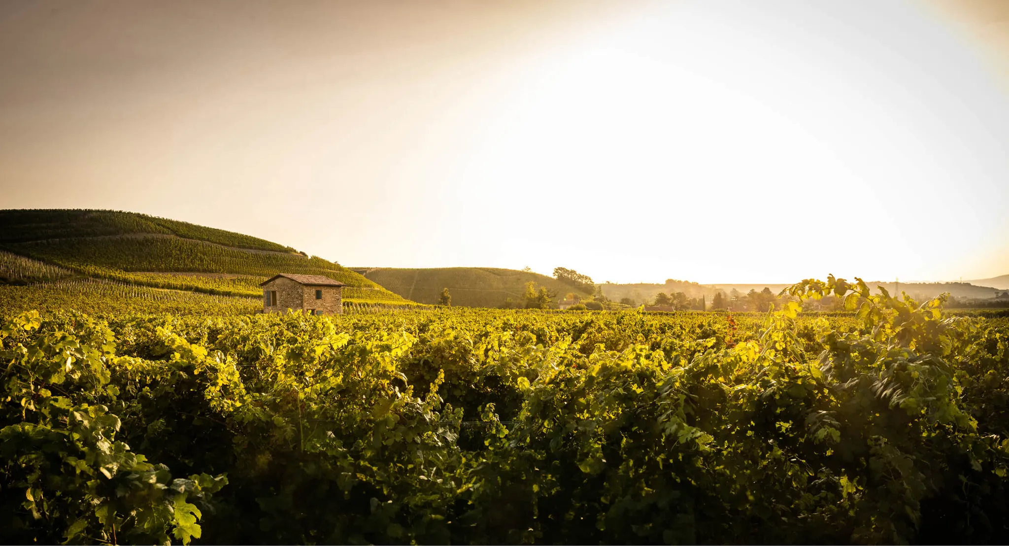 Photo de Domaine PAUL JABOULET Aîné