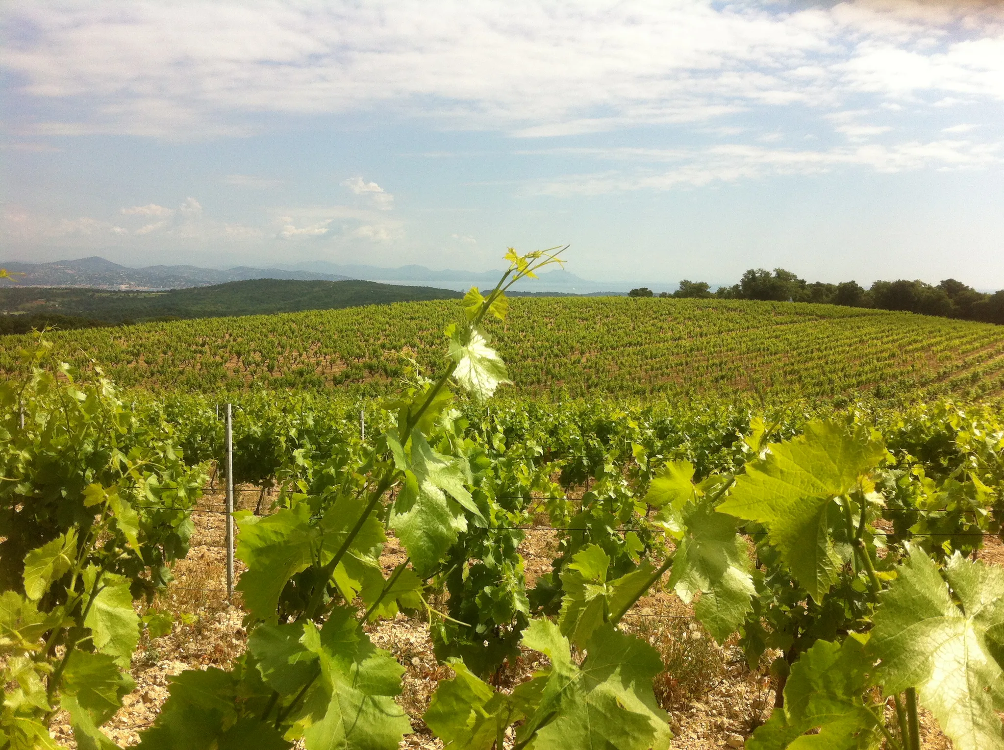 Domaine Pecheur Jeanne et Maximilien