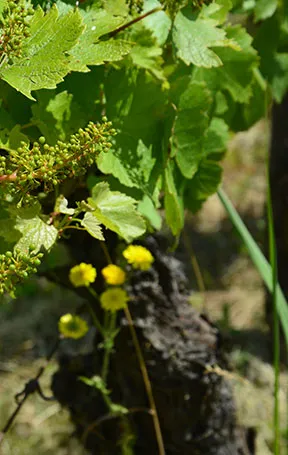 Domaine Philippe Chatillon