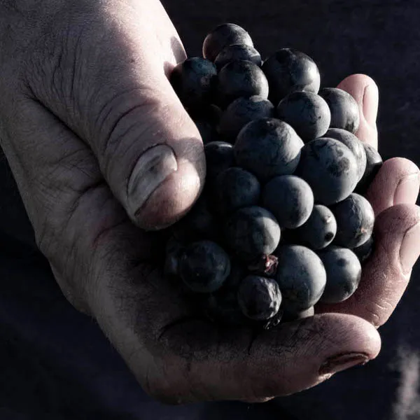 Photo de Domaine Philippe Viet