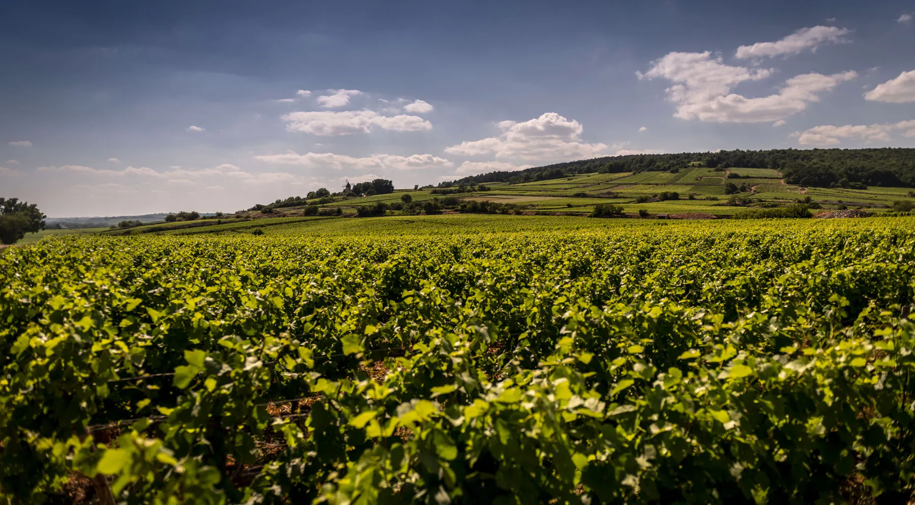 Domaine Piguet Girardin