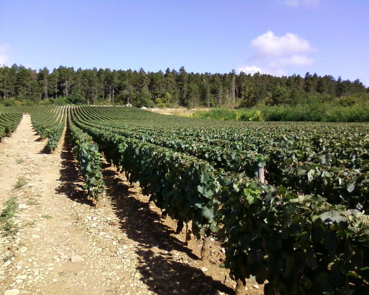Domaine Pinte