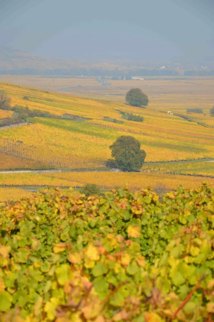 Photo de Domaine René Meyer