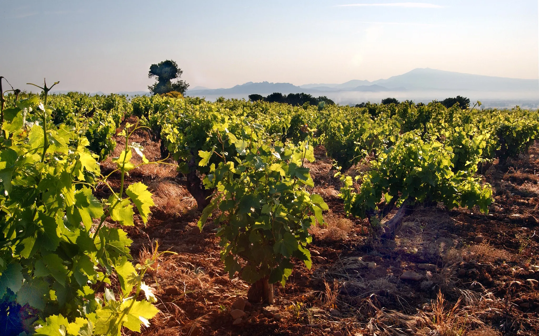 Bandeau Domaine Roger Sabon