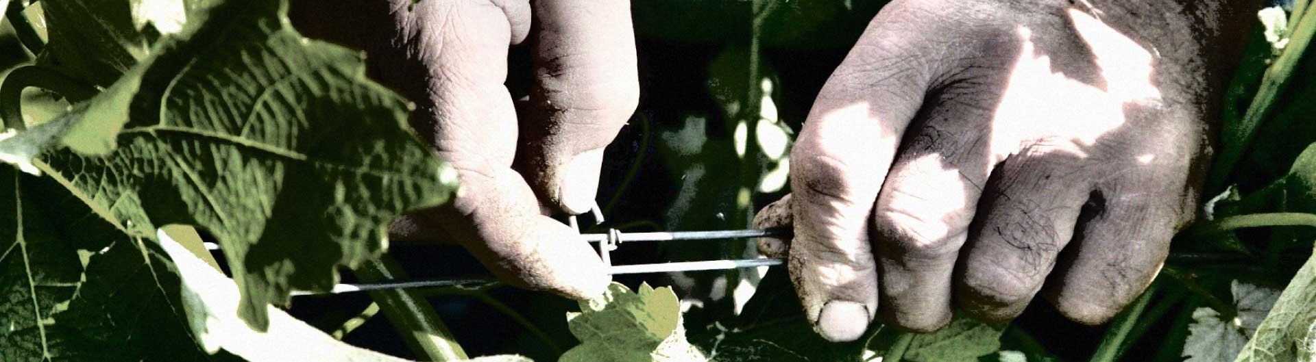 Bandeau Domaine Roland Tissier et Fils