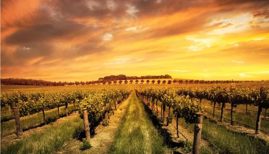 Bandeau Domaine Sancy Thomas BROYER