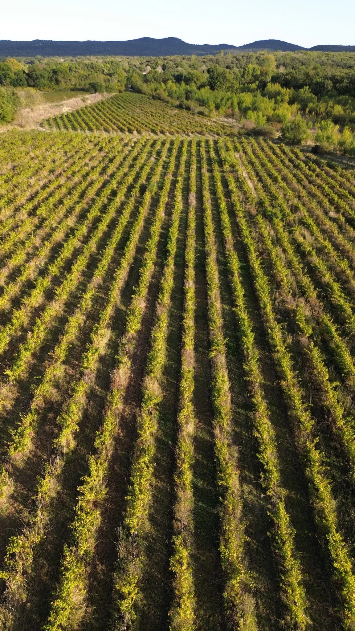 Domaine SCEA du Prieuré, Laurence Gogué