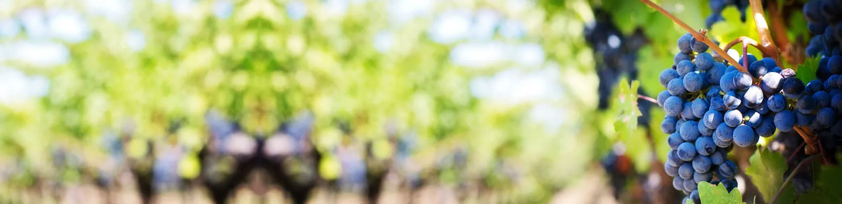 Bandeau DOMAINE SCHERB BERNARD ET FILS