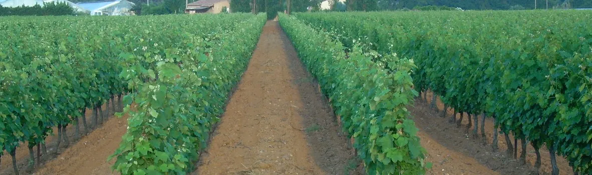 Domaine Stéphanie CAUTY