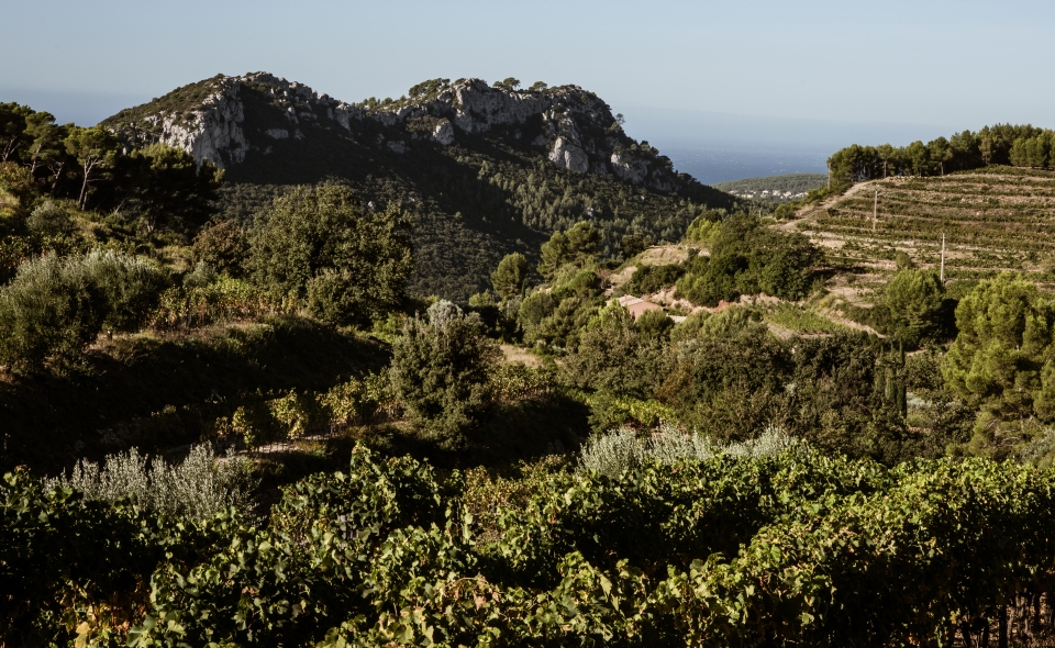 Photo de Domaine Tempier