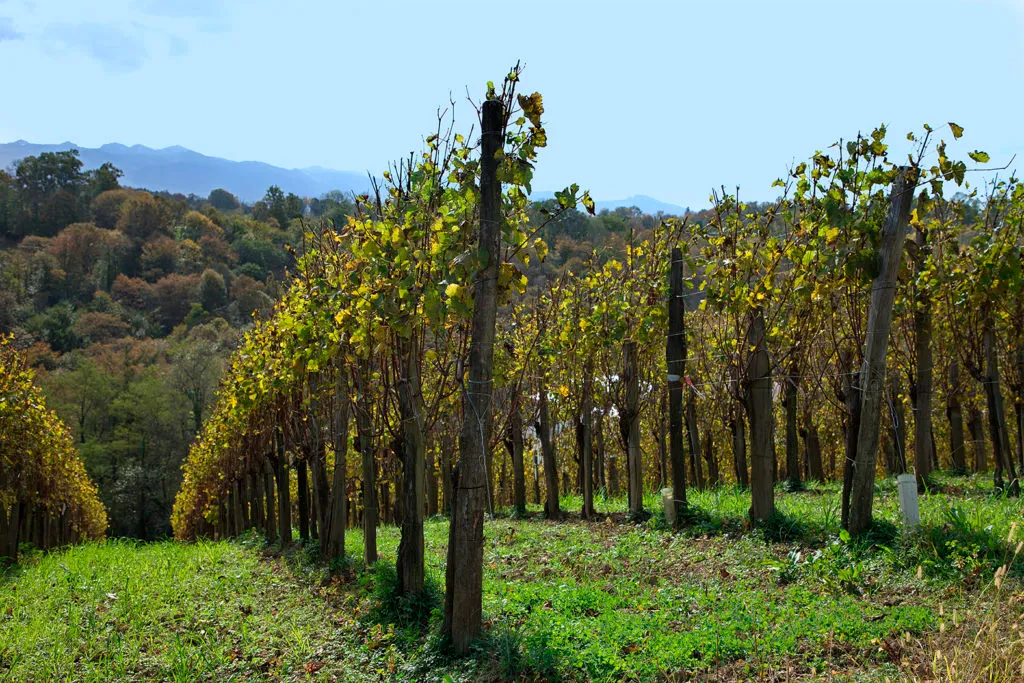 Photo de DOMAINE TINOU