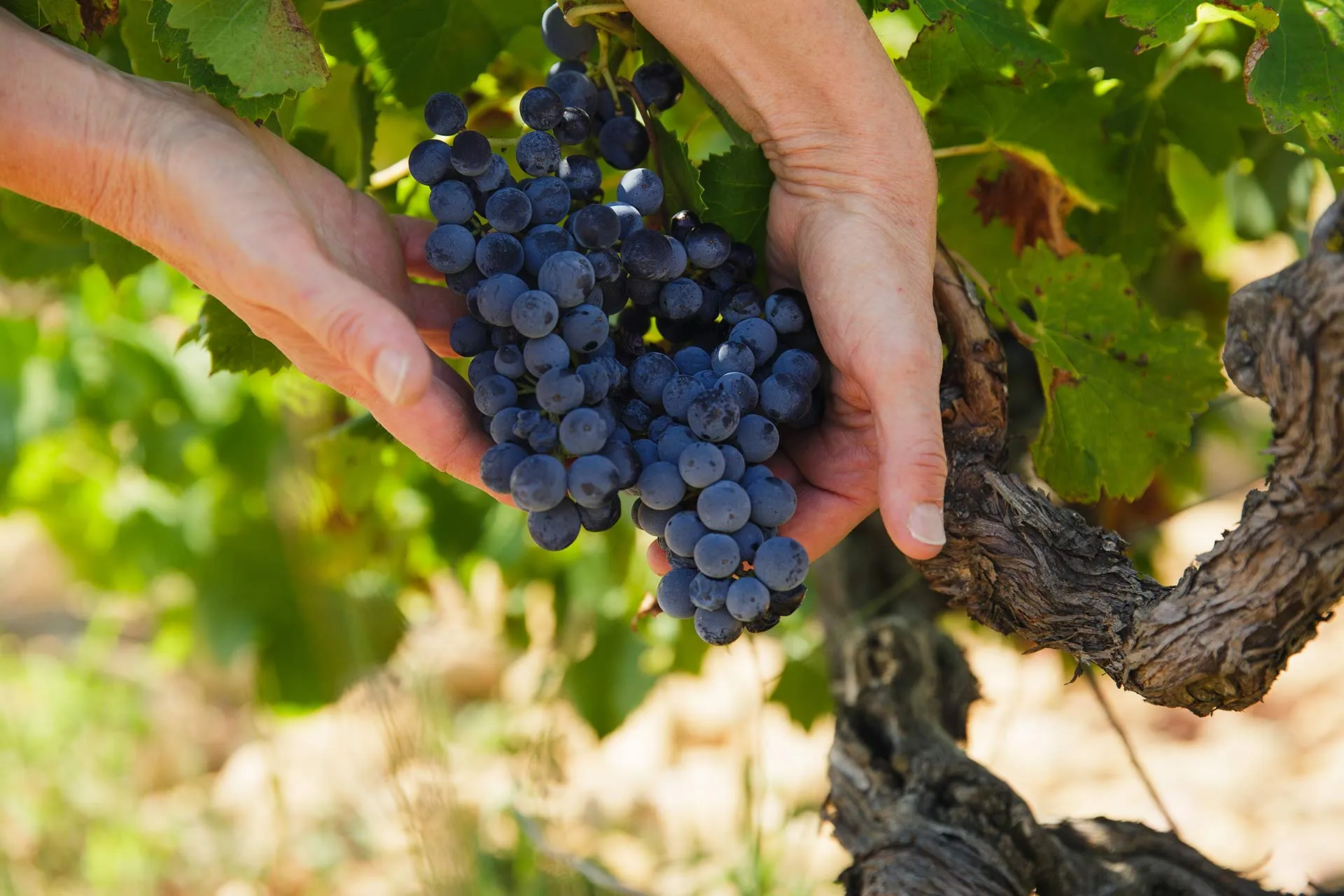 Bandeau Domaine Tour Saint Michel