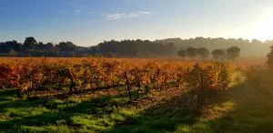 DOMAINE VILLEPEYROUX FOREST
