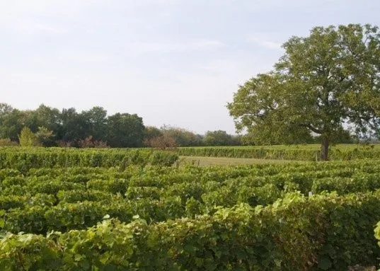 Logo Domaines MARDON & TABORDET