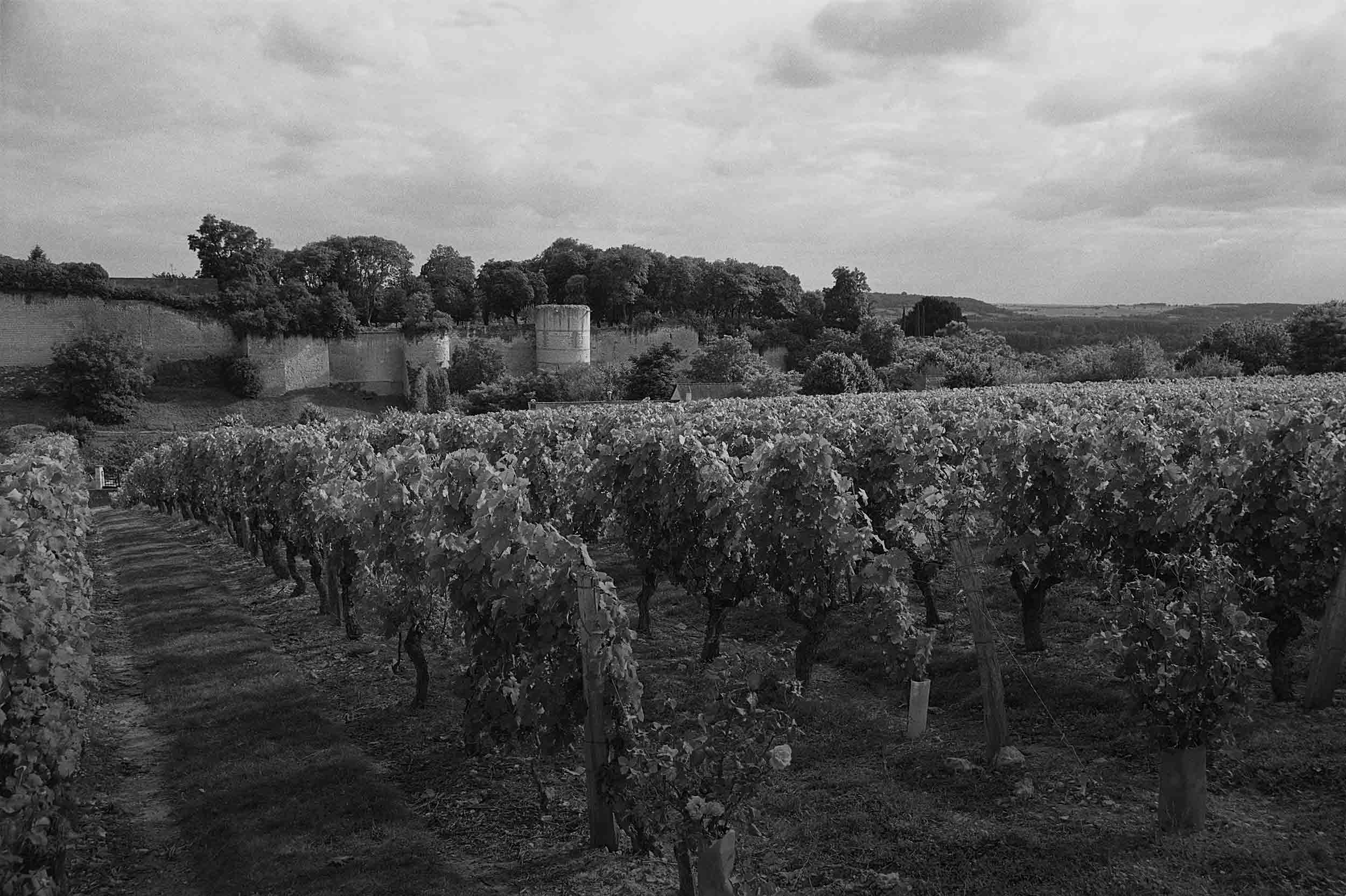 Bandeau Domaines réputés des appellations Chinon