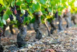 DUBOIS BERNARD ET FILS