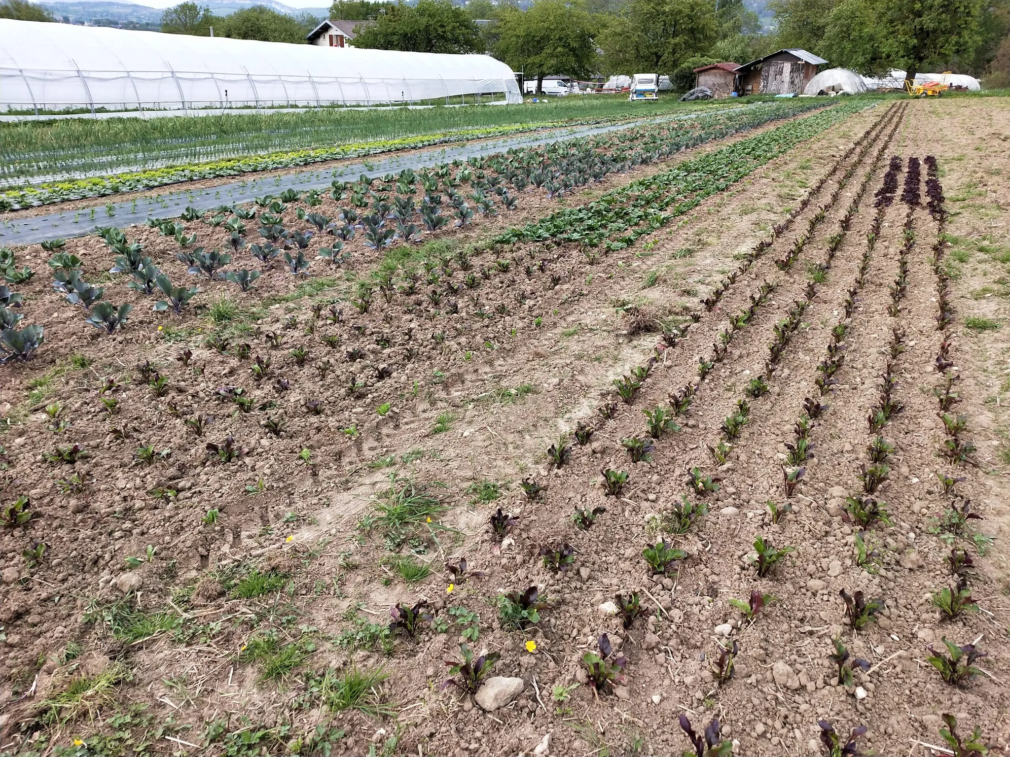 EARL La Mésange bleue