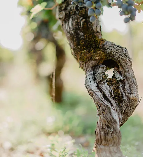 Photo de EARL LA TESSONNIERE