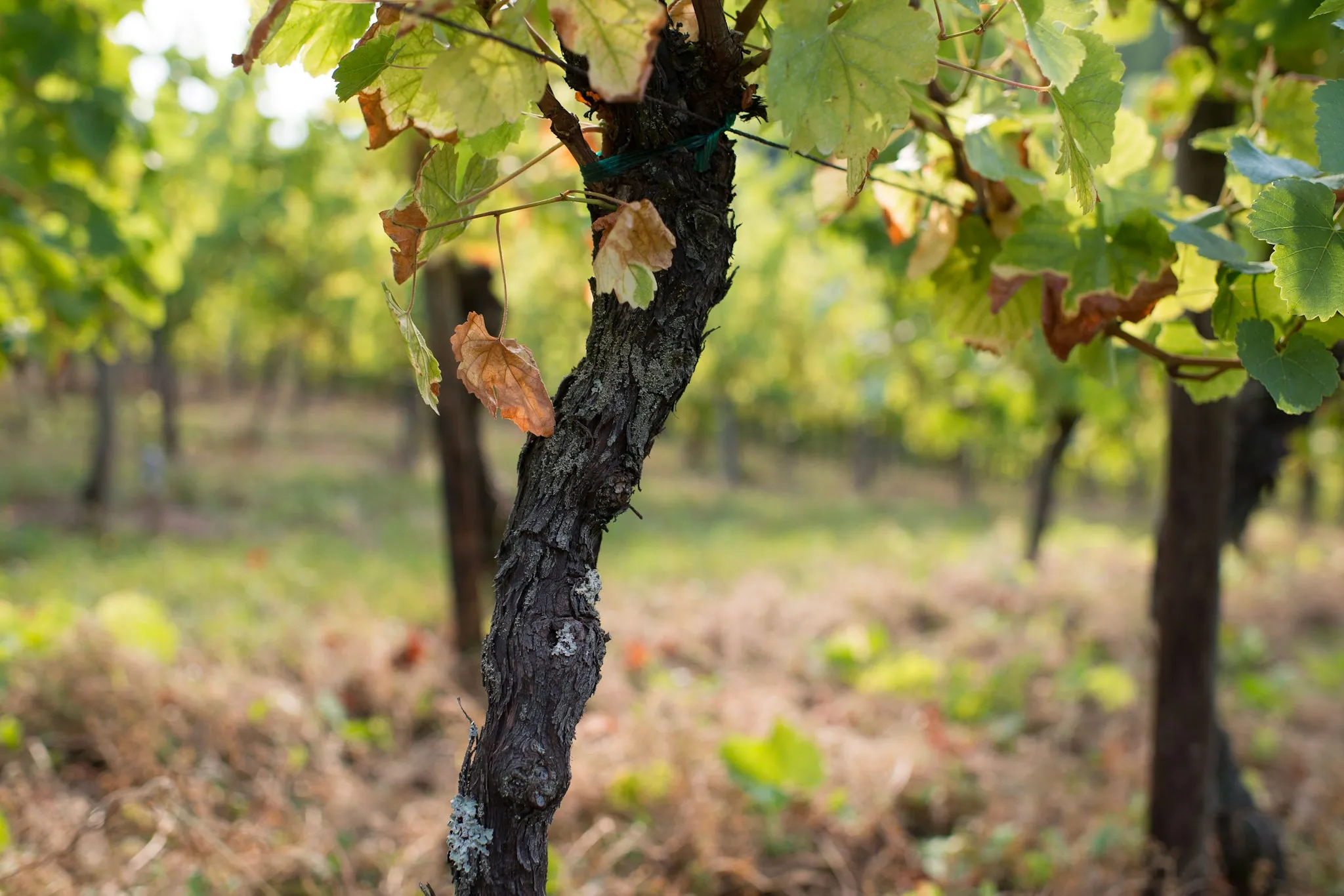 Bandeau KOCH RENE ET MICHEL