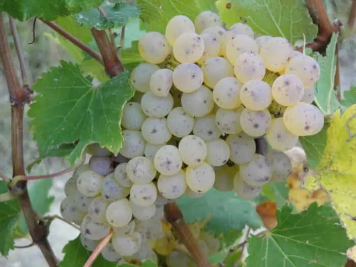 Bandeau Laurent & Quentin