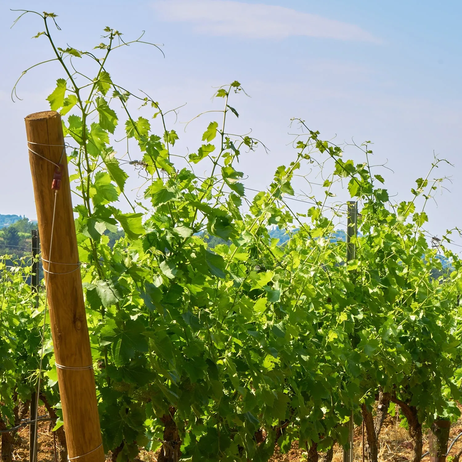 Photo de Le Cellier du Mont Major