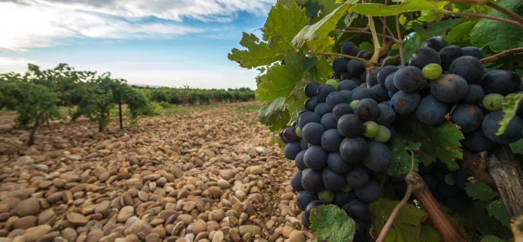 Le Clos des Saumanes