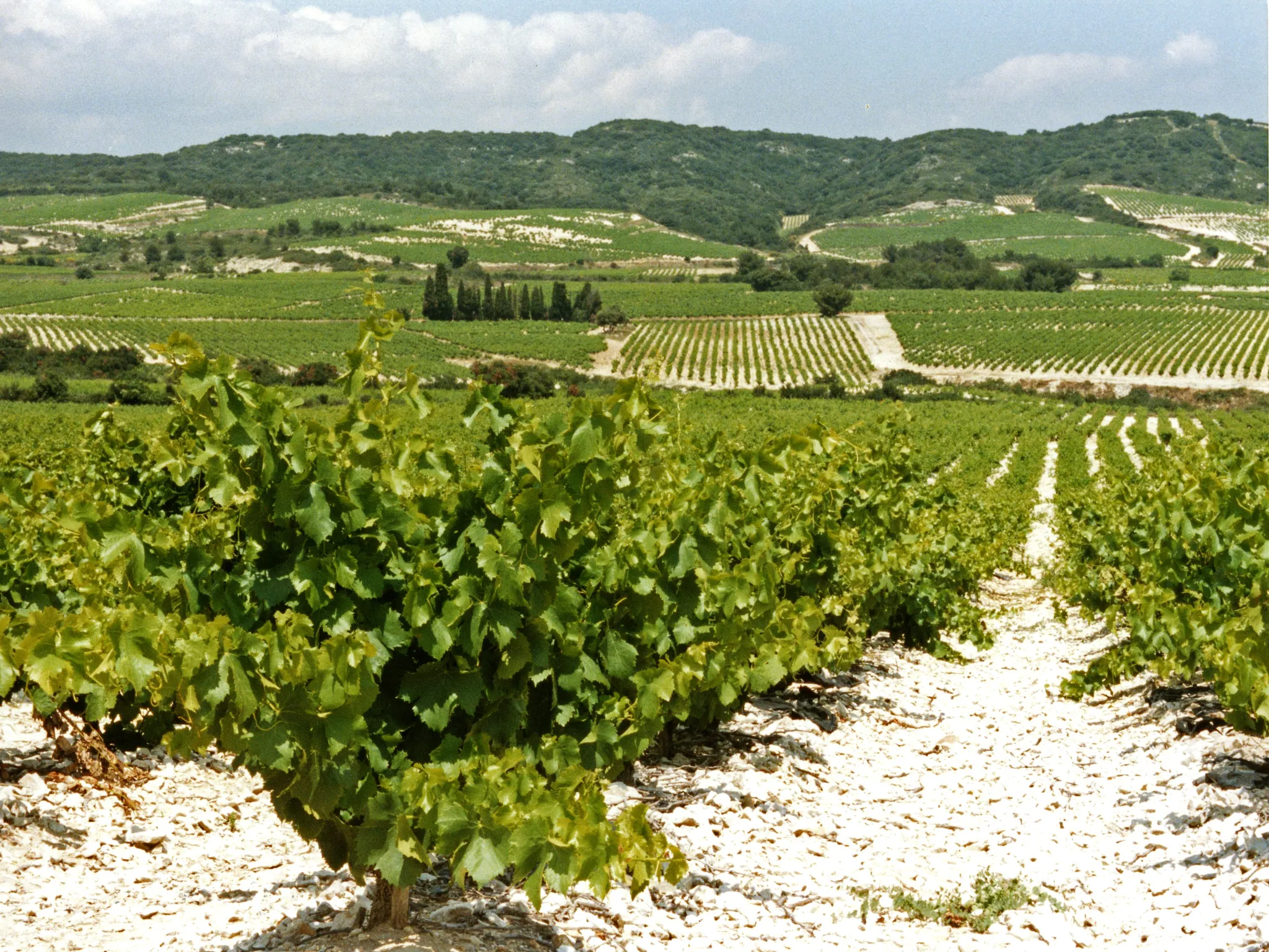 Photo de Les Vignerons de Tavel et de Lirac