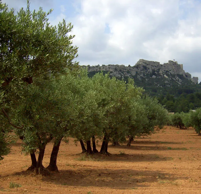 Les Vignerons du Pays D’Arles