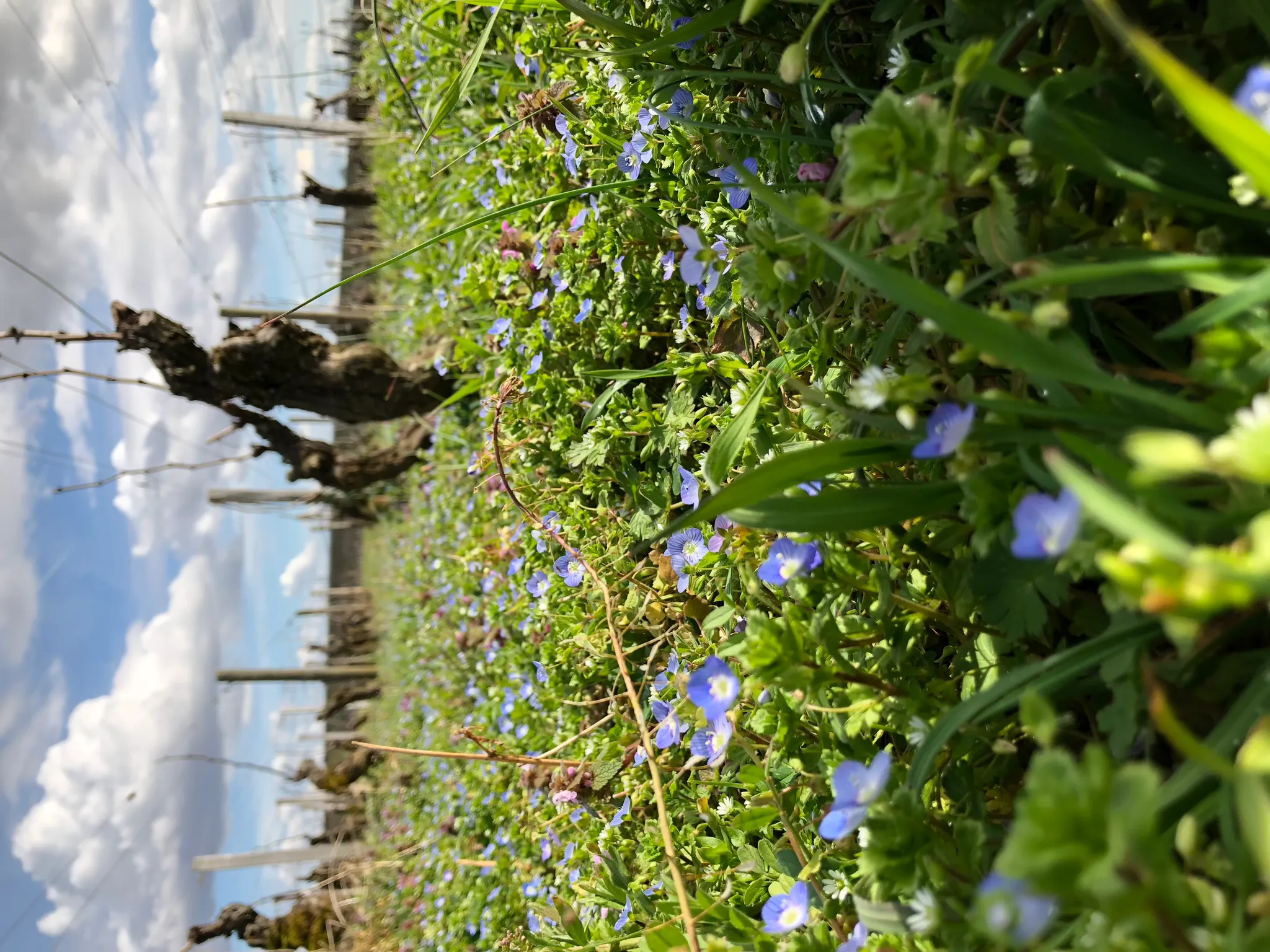 Bandeau MAISON AMBROISE