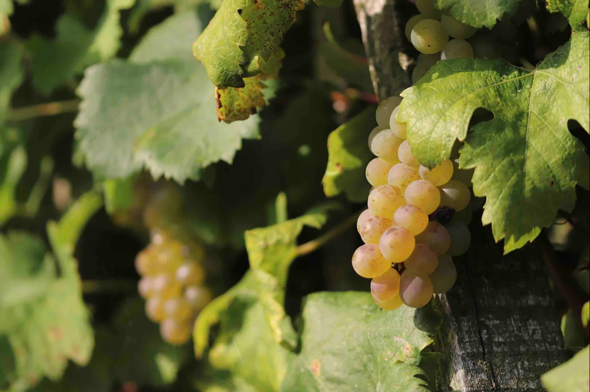 Maison Bruyère & David