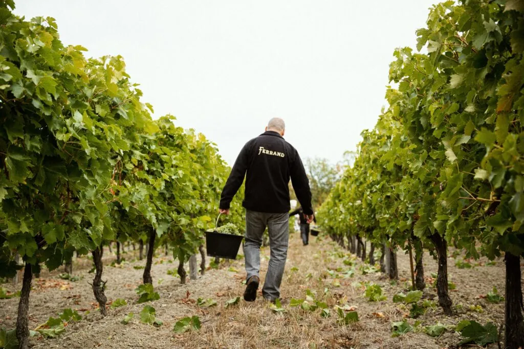 MAISON FERRAND COGNAC