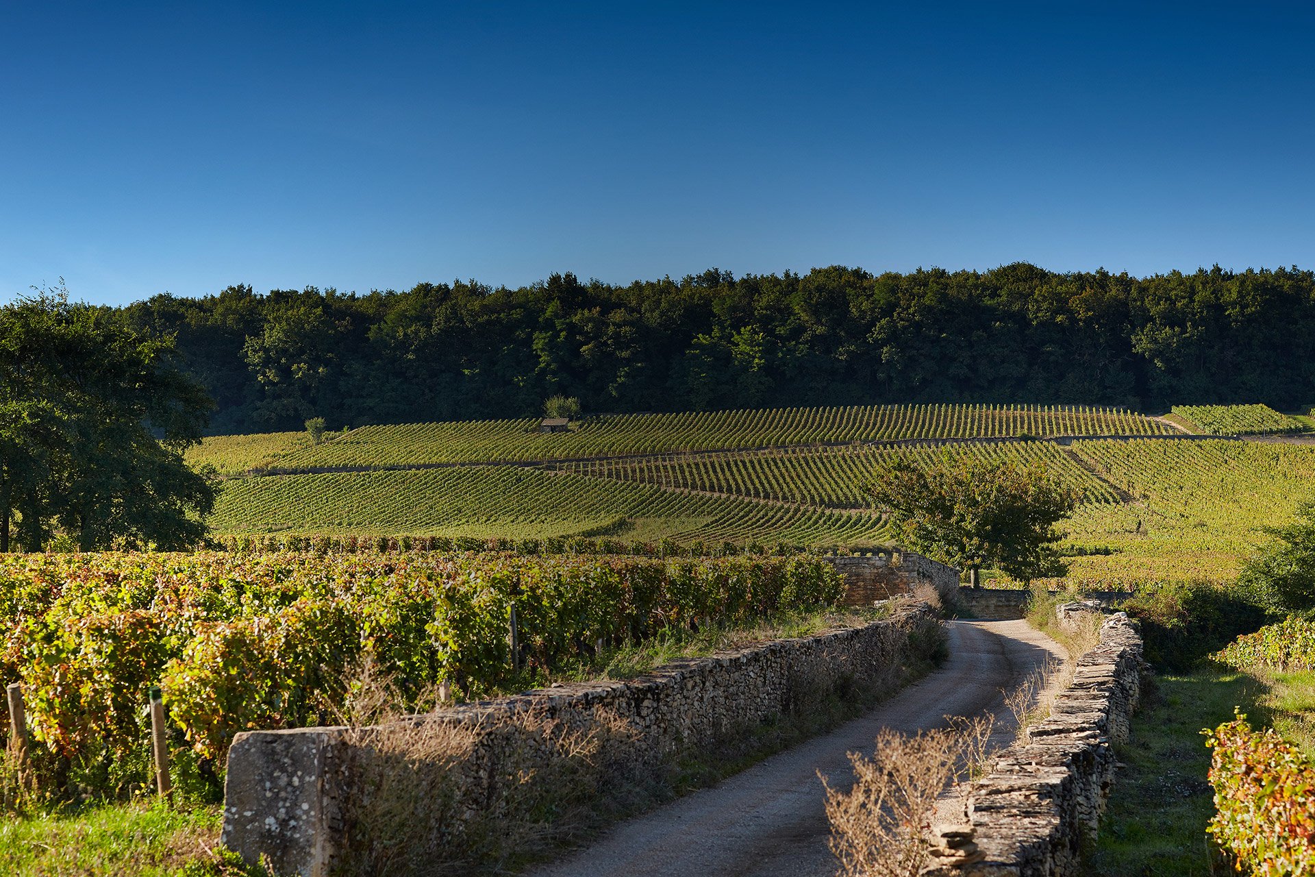 Photo de Maison Louis Latour