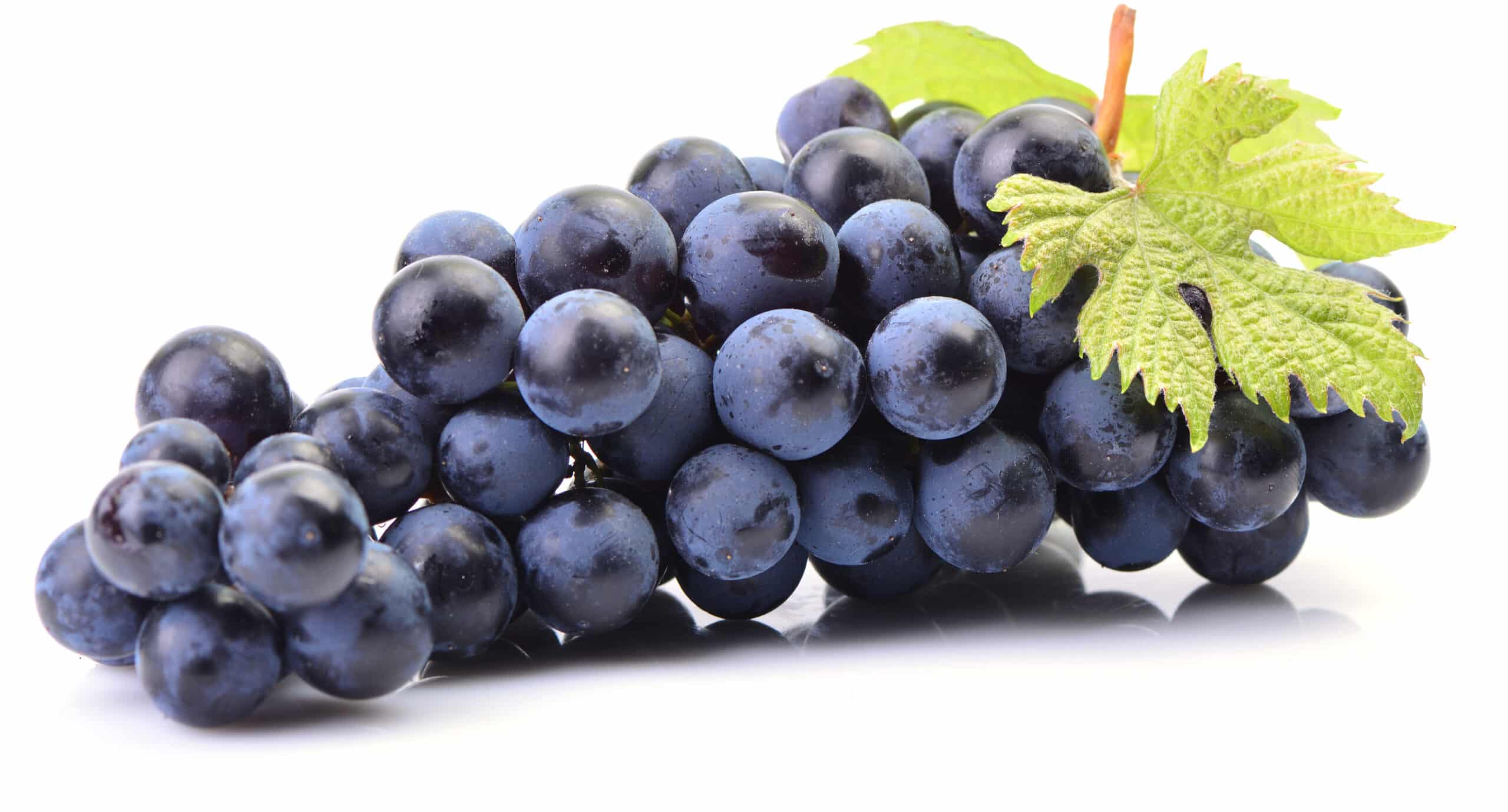 Bandeau Maison Philippe GRISARD, Vins de Savoie