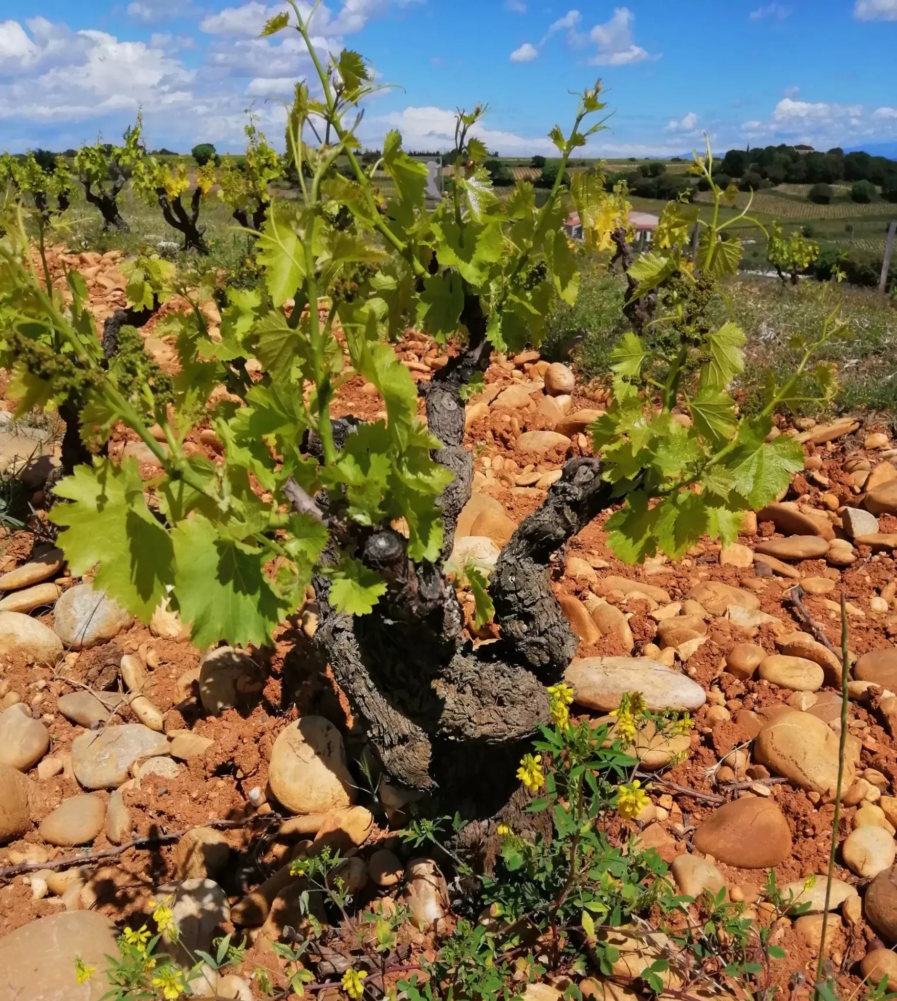 Logo Maison Simonnet-Fèbvre