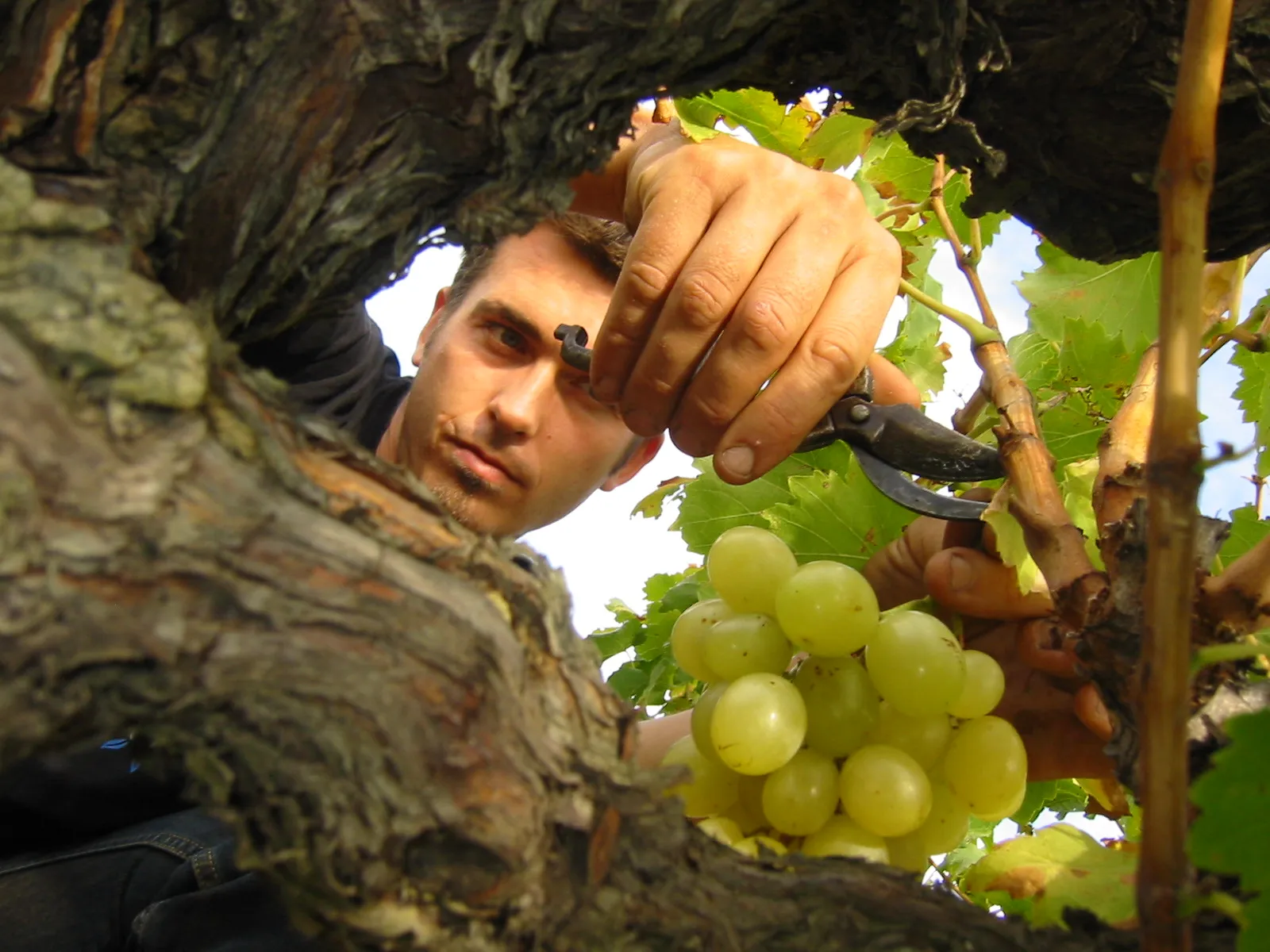 Massotte Pierre, Massotte