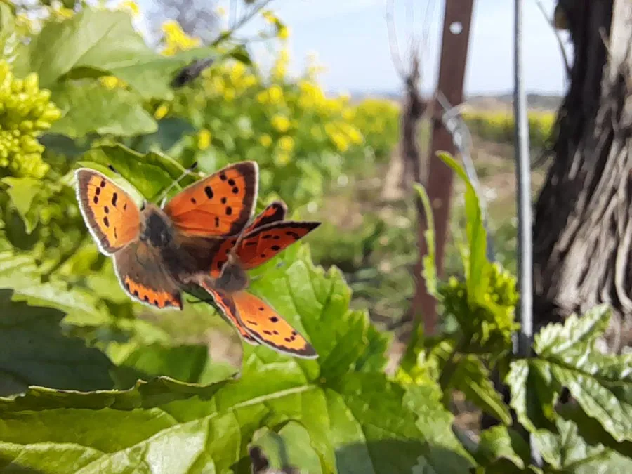 Bandeau Mathieu LUQUERO