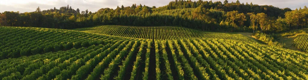 Bandeau SOCIETE AGRICOLA FERESIN DAVIDE & CSS