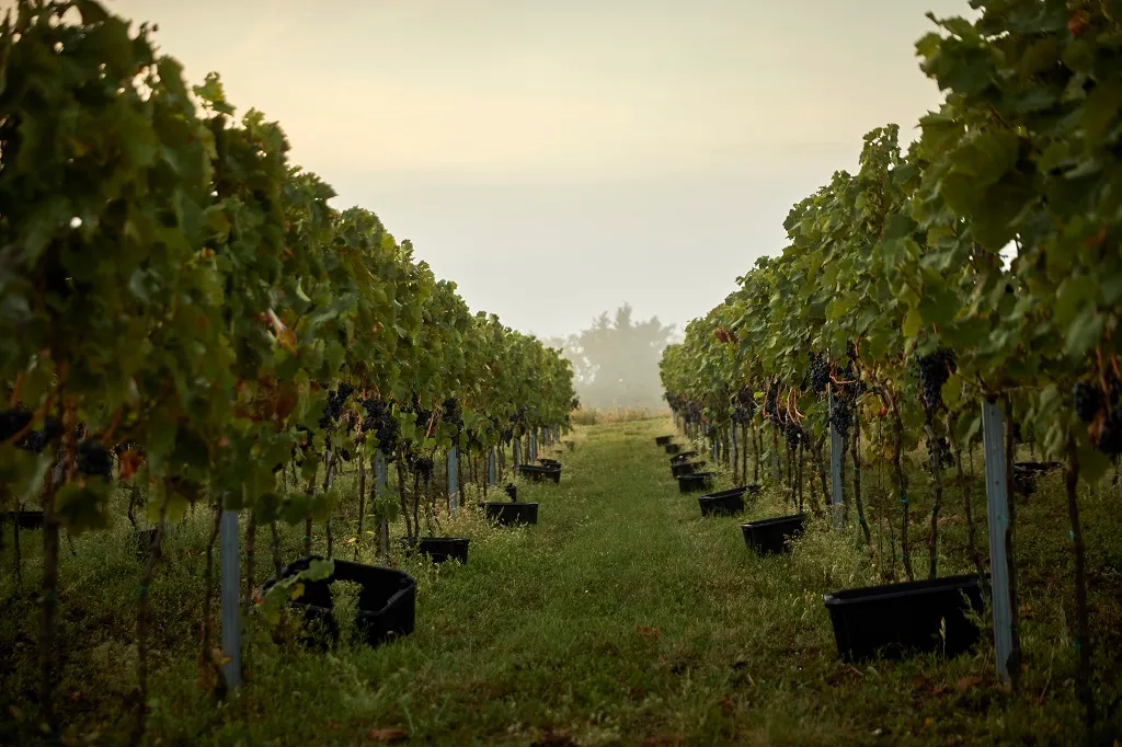 Photo de VESZPREMI ERSEKI PINCESZET