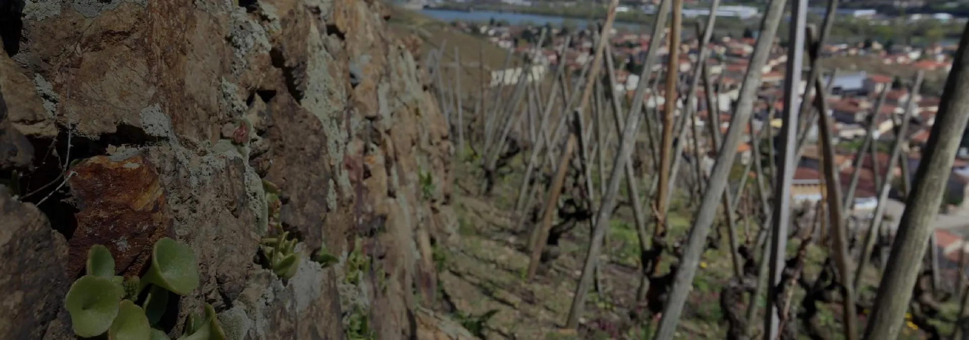 Bandeau Vidal-Fleury